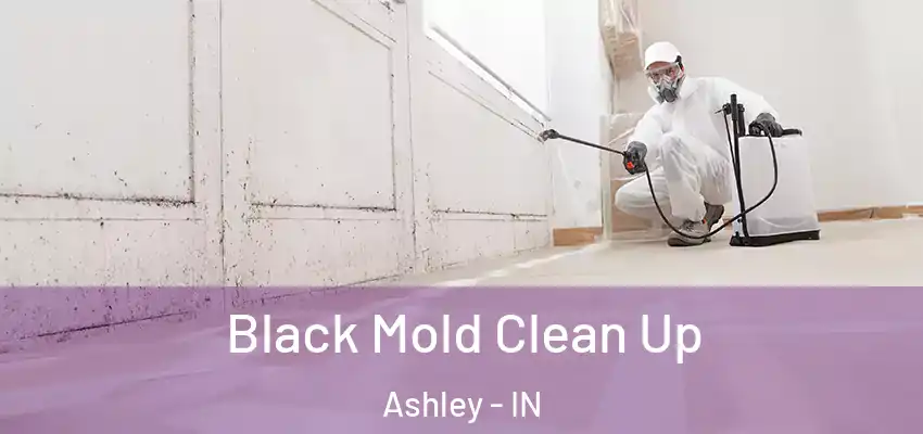  Black Mold Clean Up Ashley - IN