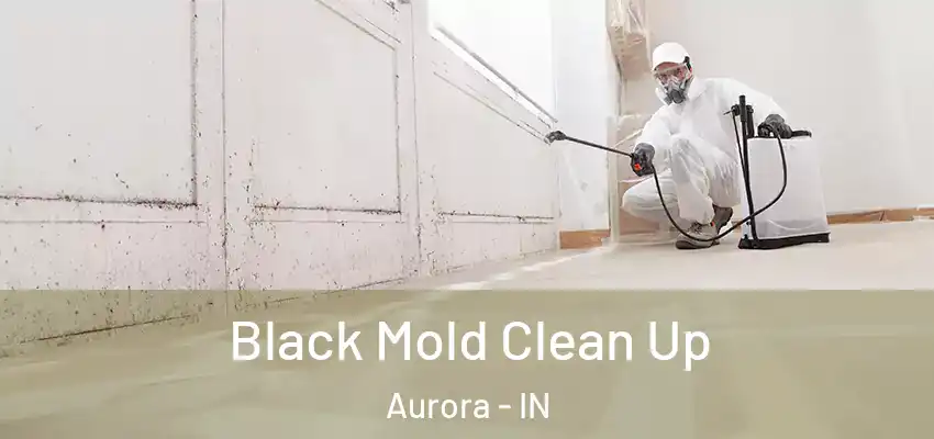  Black Mold Clean Up Aurora - IN