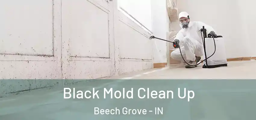  Black Mold Clean Up Beech Grove - IN