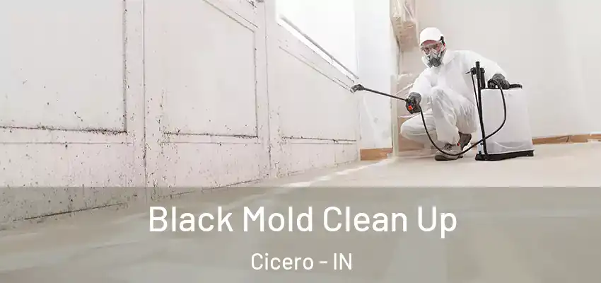 Black Mold Clean Up Cicero - IN