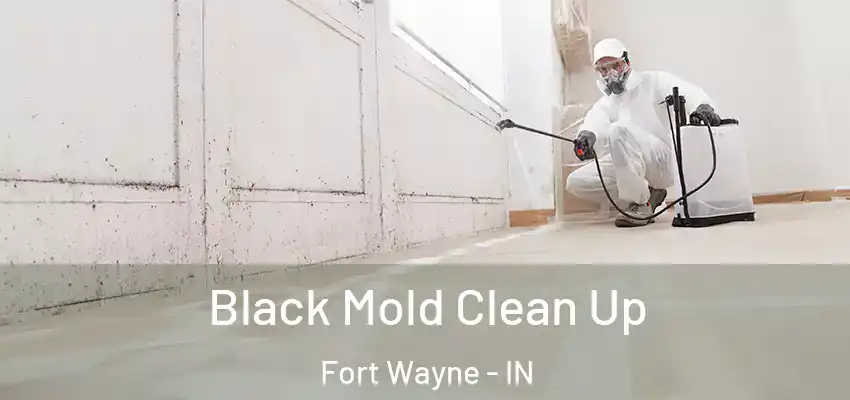  Black Mold Clean Up Fort Wayne - IN