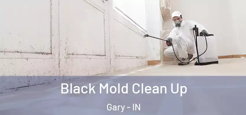  Black Mold Clean Up Gary - IN