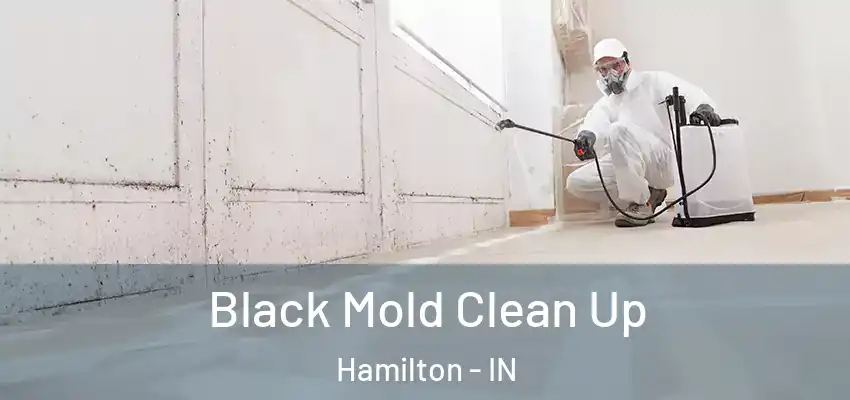 Black Mold Clean Up Hamilton - IN