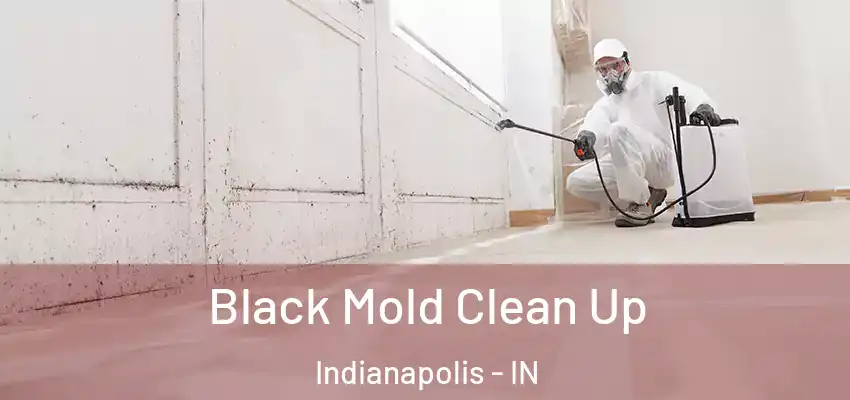  Black Mold Clean Up Indianapolis - IN