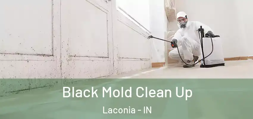  Black Mold Clean Up Laconia - IN