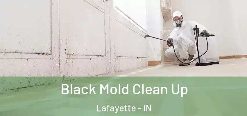  Black Mold Clean Up Lafayette - IN