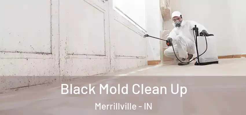  Black Mold Clean Up Merrillville - IN