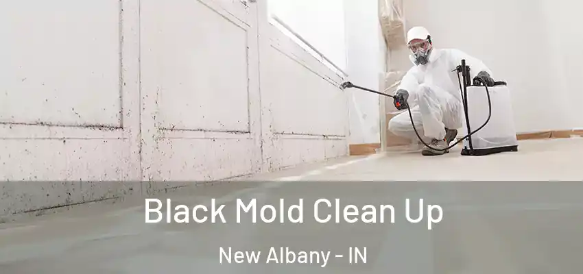  Black Mold Clean Up New Albany - IN
