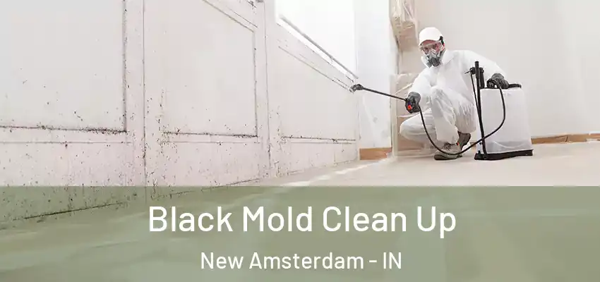  Black Mold Clean Up New Amsterdam - IN