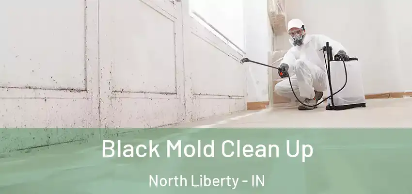  Black Mold Clean Up North Liberty - IN