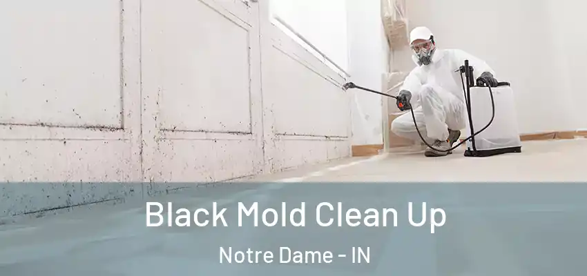  Black Mold Clean Up Notre Dame - IN