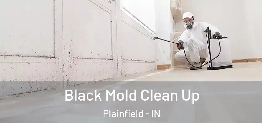  Black Mold Clean Up Plainfield - IN