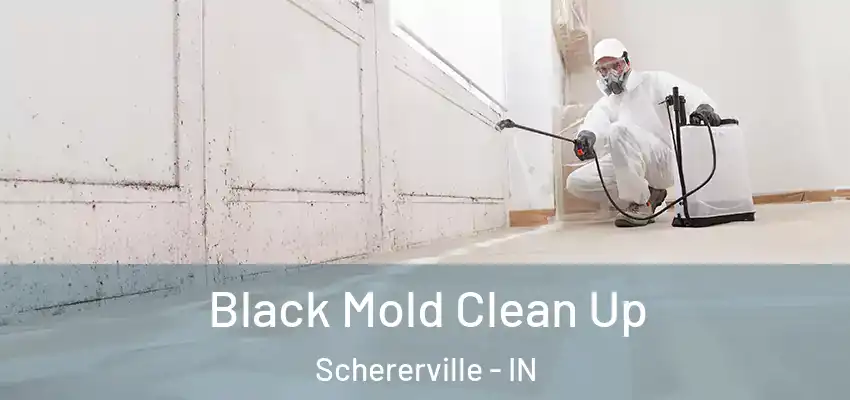  Black Mold Clean Up Schererville - IN