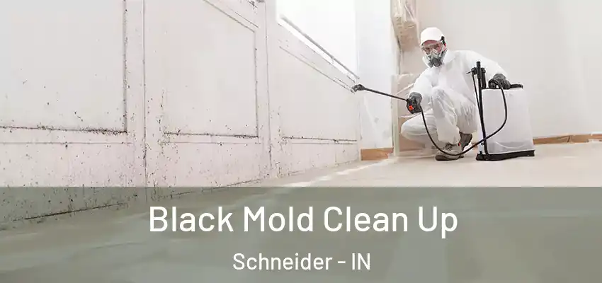 Black Mold Clean Up Schneider - IN
