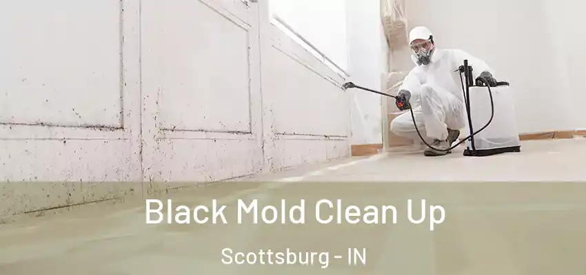  Black Mold Clean Up Scottsburg - IN