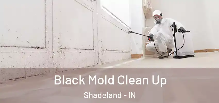  Black Mold Clean Up Shadeland - IN