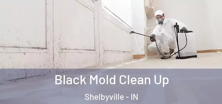 Black Mold Clean Up Shelbyville - IN