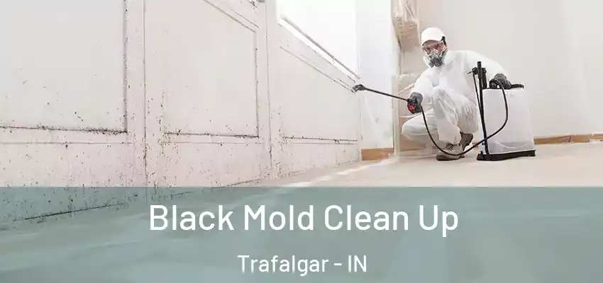  Black Mold Clean Up Trafalgar - IN