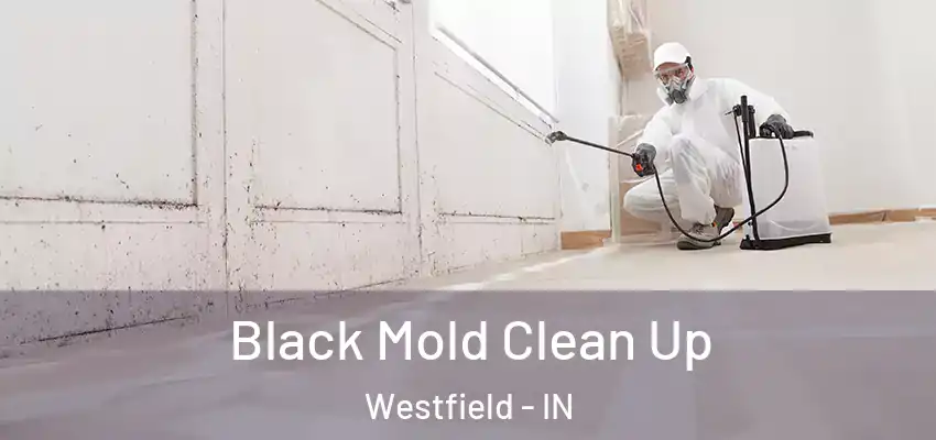 Black Mold Clean Up Westfield - IN