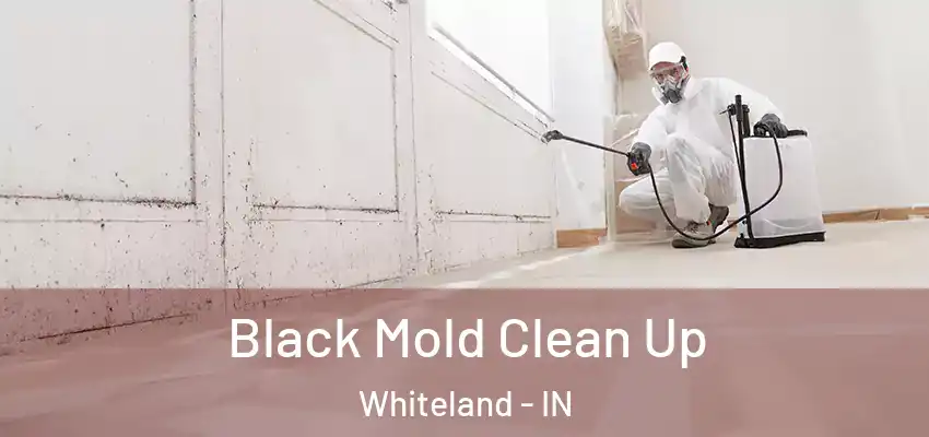  Black Mold Clean Up Whiteland - IN