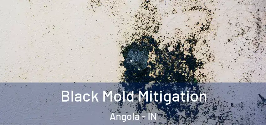  Black Mold Mitigation Angola - IN