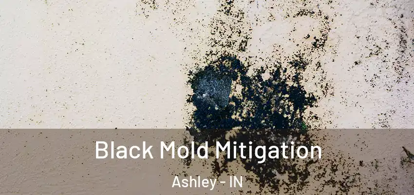  Black Mold Mitigation Ashley - IN