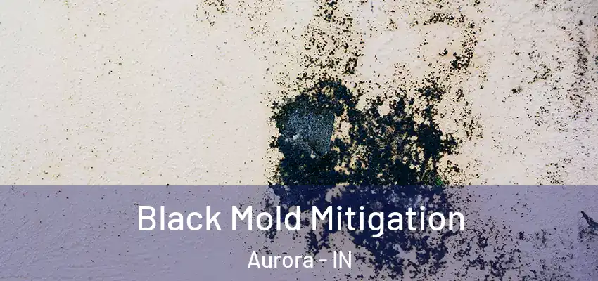  Black Mold Mitigation Aurora - IN