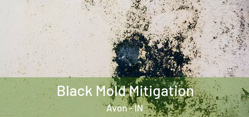  Black Mold Mitigation Avon - IN