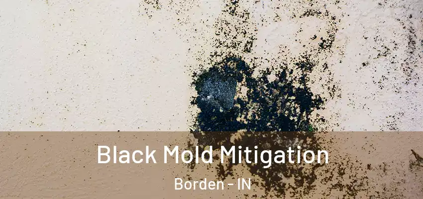  Black Mold Mitigation Borden - IN