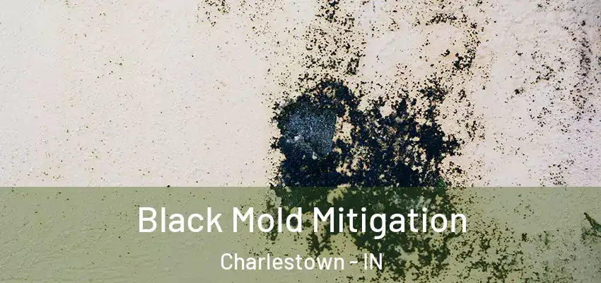  Black Mold Mitigation Charlestown - IN