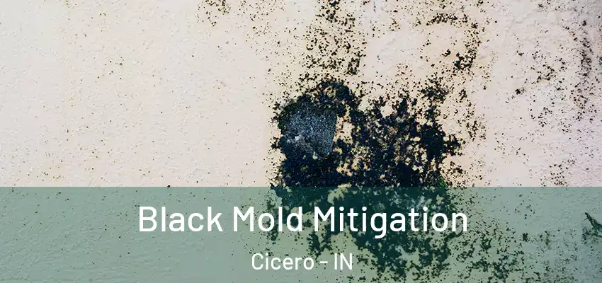  Black Mold Mitigation Cicero - IN