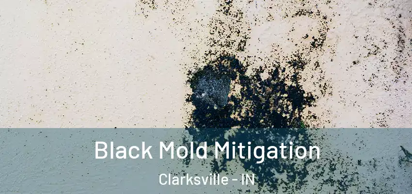  Black Mold Mitigation Clarksville - IN