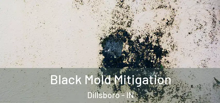  Black Mold Mitigation Dillsboro - IN