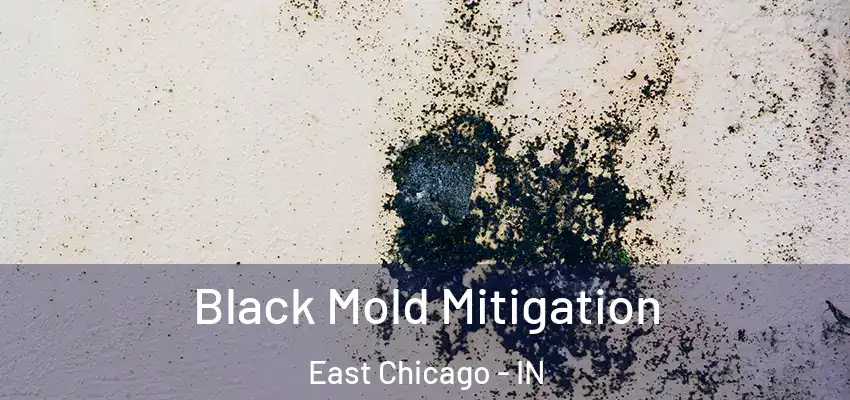  Black Mold Mitigation East Chicago - IN