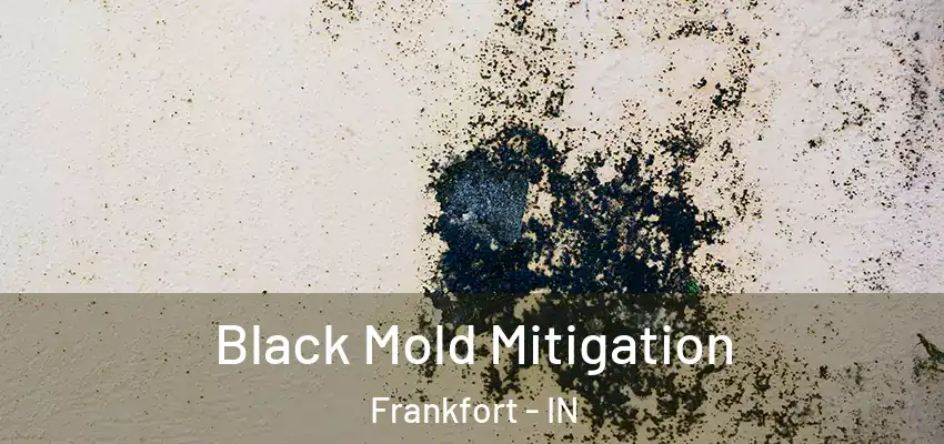  Black Mold Mitigation Frankfort - IN