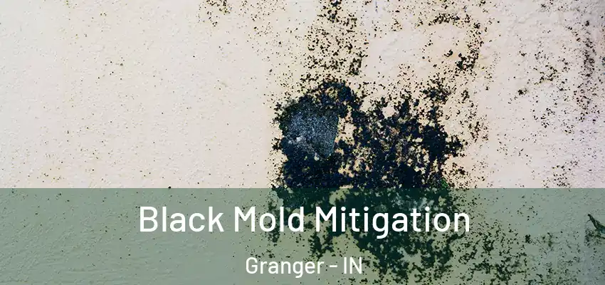  Black Mold Mitigation Granger - IN