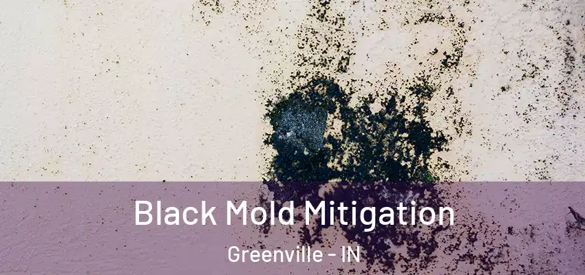  Black Mold Mitigation Greenville - IN