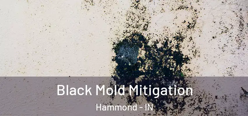  Black Mold Mitigation Hammond - IN
