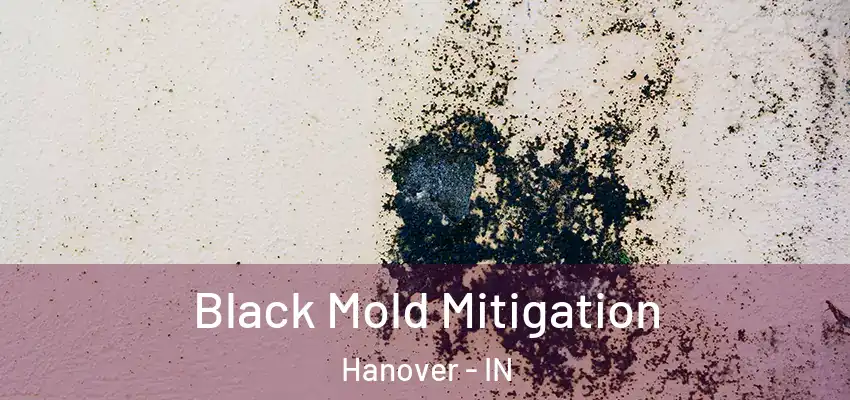  Black Mold Mitigation Hanover - IN