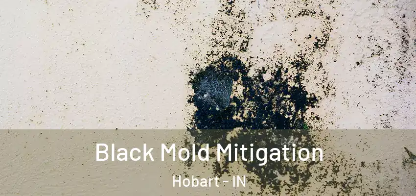  Black Mold Mitigation Hobart - IN