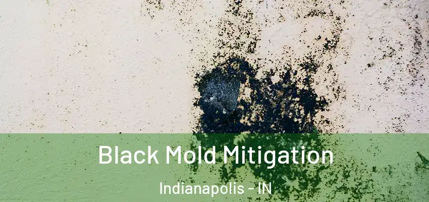  Black Mold Mitigation Indianapolis - IN