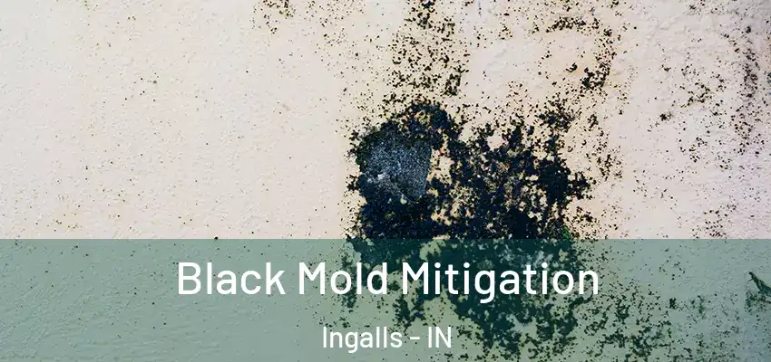  Black Mold Mitigation Ingalls - IN