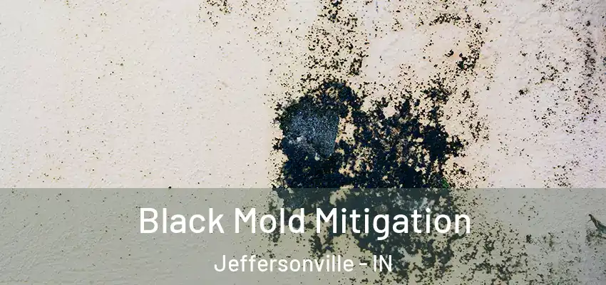  Black Mold Mitigation Jeffersonville - IN