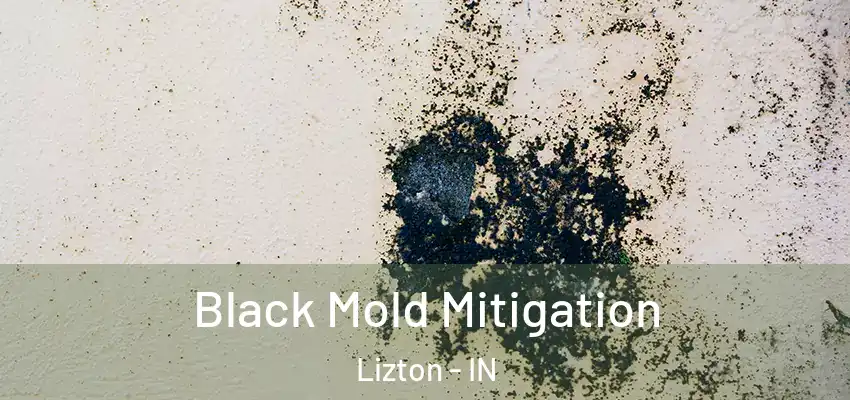  Black Mold Mitigation Lizton - IN
