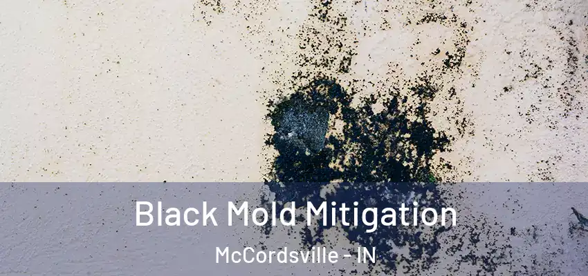  Black Mold Mitigation McCordsville - IN