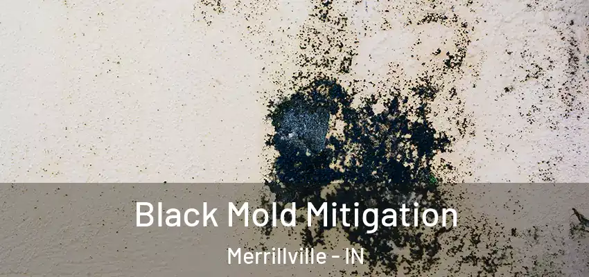  Black Mold Mitigation Merrillville - IN