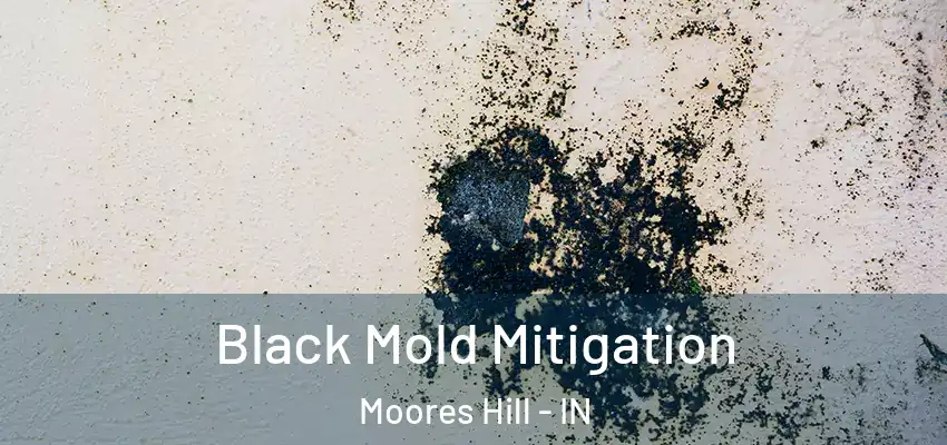  Black Mold Mitigation Moores Hill - IN