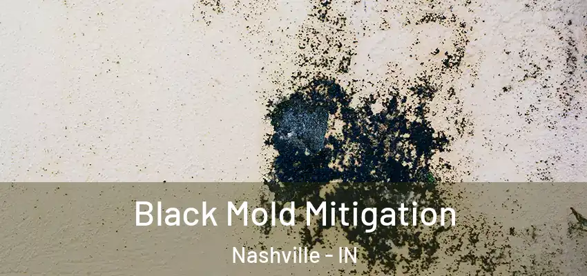  Black Mold Mitigation Nashville - IN
