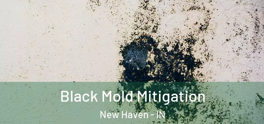  Black Mold Mitigation New Haven - IN