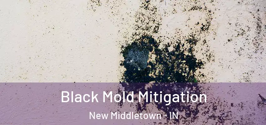  Black Mold Mitigation New Middletown - IN